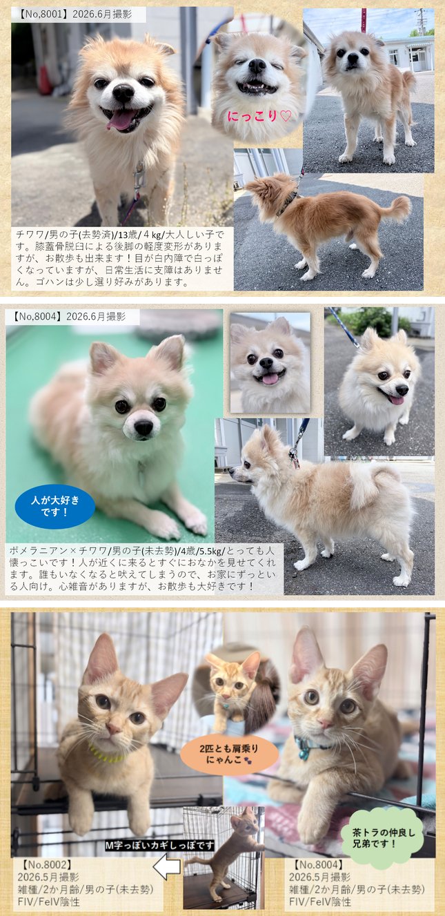 堺市動物指導センターで新しい飼い主を募集している犬2匹と猫2匹の紹介画像。チワワ、ポメラニアンとチワワのミックス、茶トラの子猫兄弟の写真と特徴が掲載されている