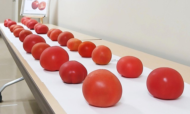 堺・芝尾農園、トマトが全国選手権で特別賞受賞