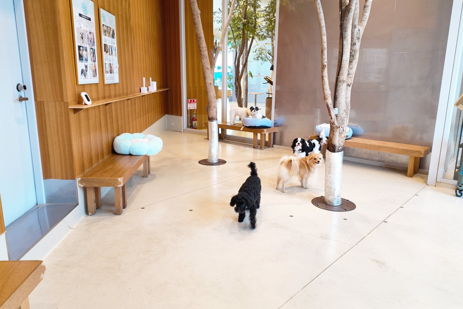 画像はMoff animal cafe ららぽーと立川立飛店