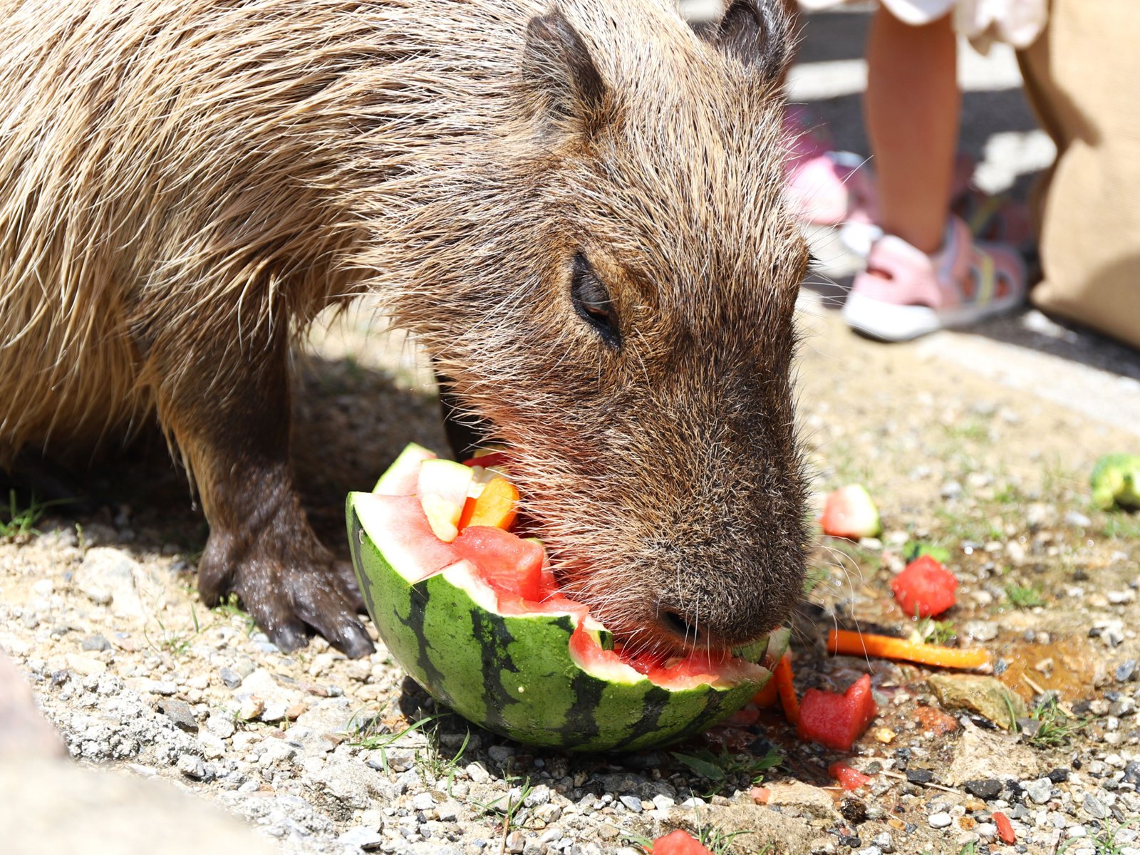 地面に置かれた半玉のスイカを豪快に食べるカピバラ