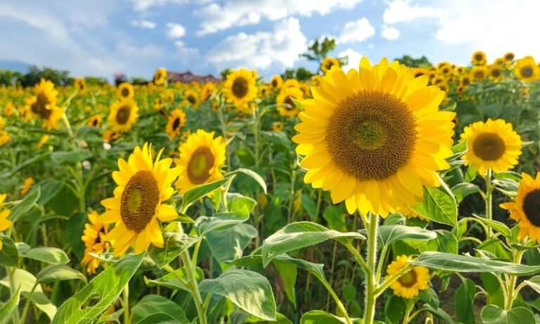 ハーベストの丘、7万本のひまわり　7月末から順次開花予想