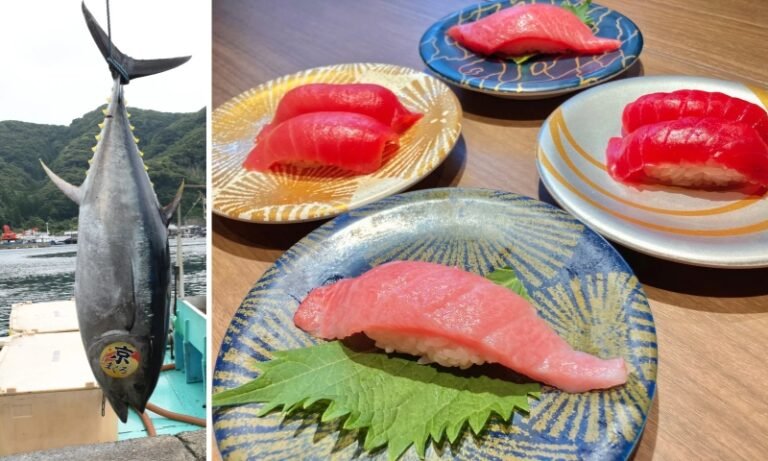 大起水産で京都・伊根産「京まぐろ」　10月1日から堺市内3店舗でも販売